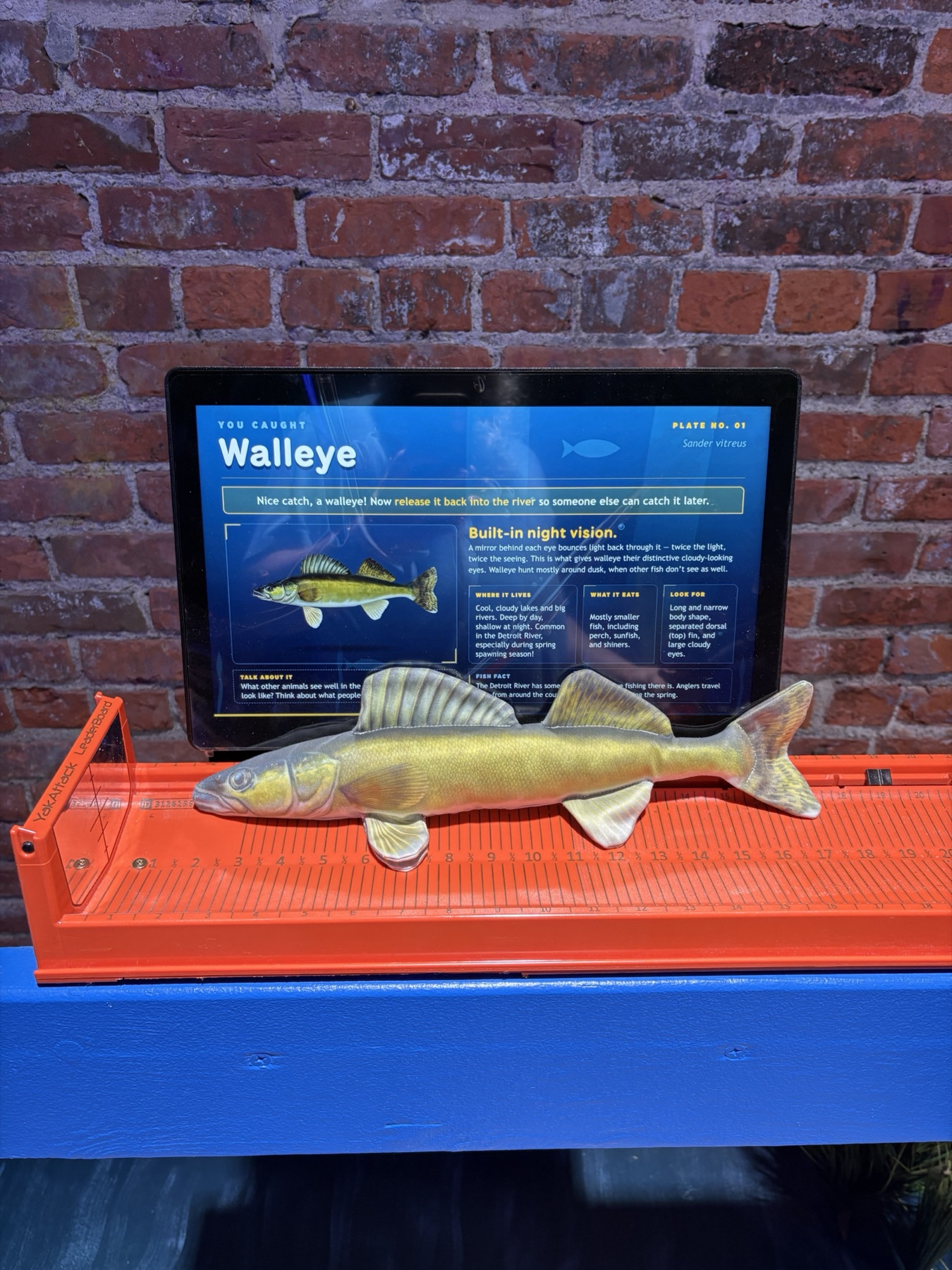 Walleye model on the tray with its species screen above