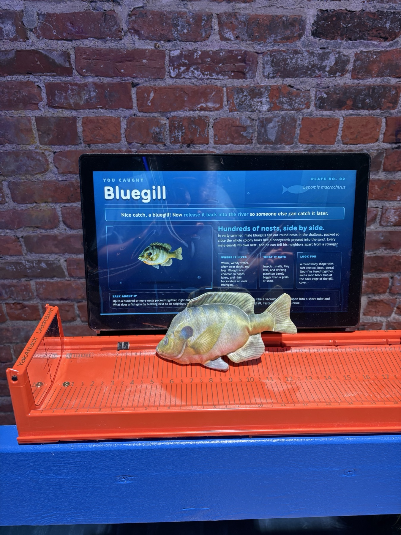 Bluegill model on the tray with its species screen above