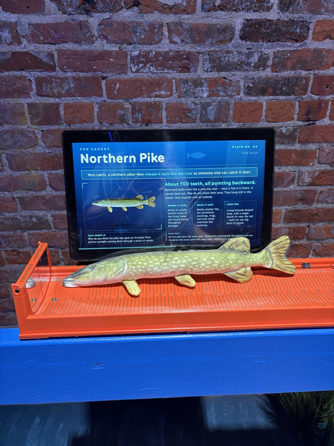 Northern pike model on the tray with its species screen above