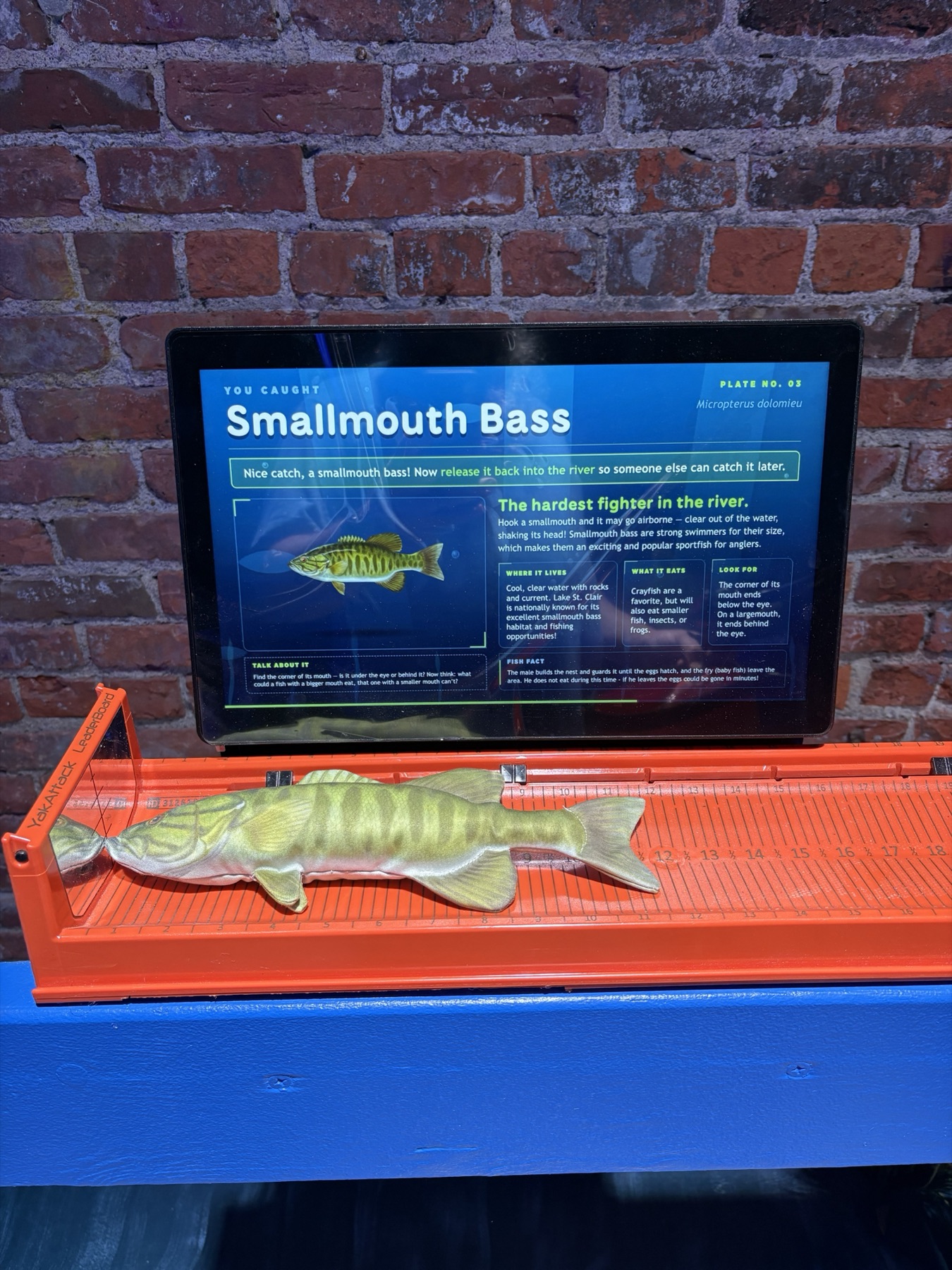 Smallmouth bass model on the tray with its species screen above